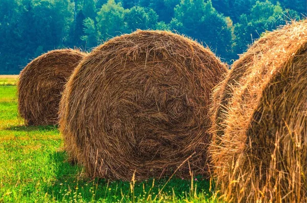 Haystacks Green Field Straw Bales Drying Green Grass Summer Season — Stock Photo, Image
