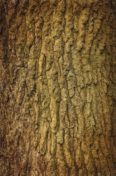 Текстура Кори Дерева Крупним Планом Старе Дерево Може Використовуватися Фон — стокове фото