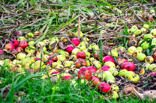 緑の芝生の中で腐ったリンゴ 森の中の草の上の腐敗したリンゴ — ストック写真