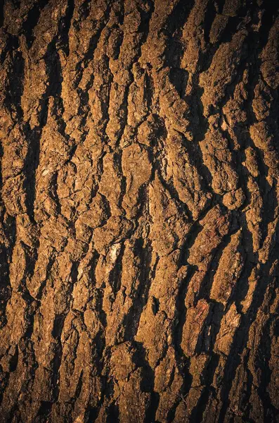 Tekstura Kory Drzewa Bliska Starego Drewna Może Być Używana Jako — Zdjęcie stockowe
