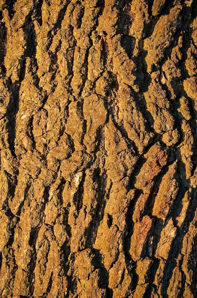 Texturou Kůry Stromu Detail Starého Dřeva Může Být Použit Jako — Stock fotografie