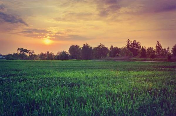 Spring Landscape Sunset Green Meadow Colorful Sky Setting Sun — Stock Photo, Image
