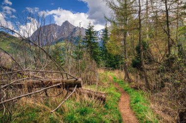 Polonya dağlarında bahar dağı manzarası. Batı Tatra, Polonya 'da güzel dağ patikaları.