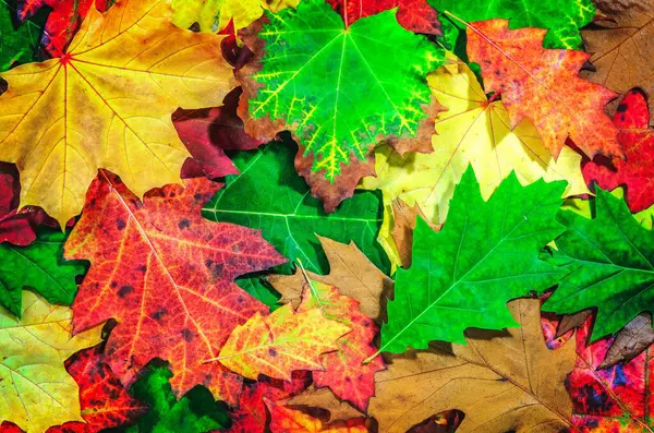 Syksyn Värikäs Tausta Luonnollinen Värikäs Tausta Syksyllä Lehdet — kuvapankkivalokuva