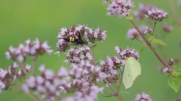 夏天的一天 在一片绿油油的田野里 蝴蝶和蜜蜂从紫罗兰的花朵中采蜜 — 图库视频影像