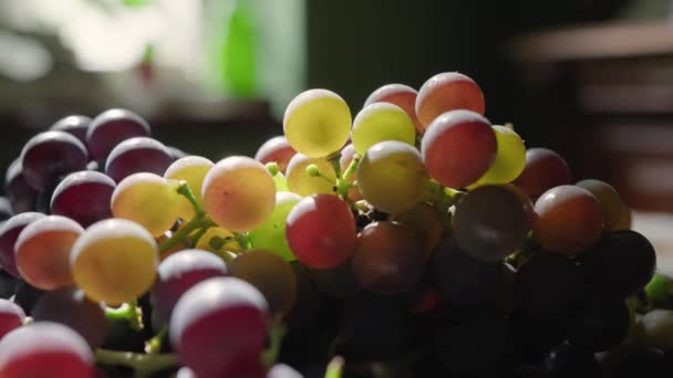 Świeżo Zebrane Winogrona Stole Kuchennym Słoneczny Letni Dzień — Wideo stockowe