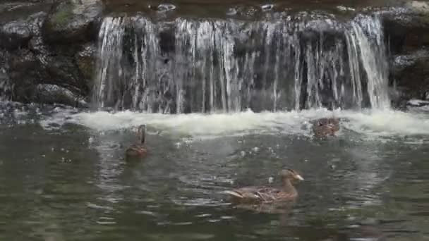 Утки Плавают Пруду Искусственного Водопада Парке — стоковое видео