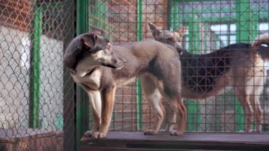 Rescued homeless dogs inside a cage at the shelter