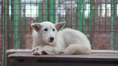 Barınaktaki kafeste evsiz köpeği kurtardım.