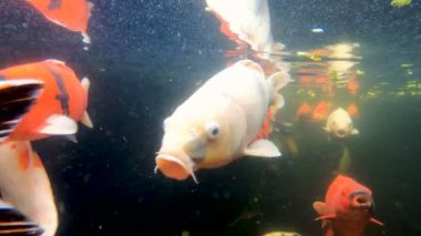 Renkli koi balığı gölde balık avlıyor.