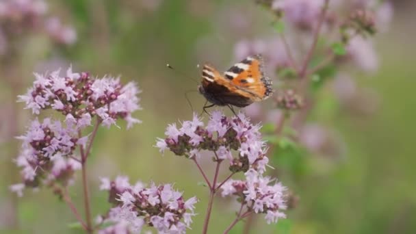 Πεταλούδες Και Μέλισσες Συλλέγουν Γύρη Από Βιολετί Λουλούδια Καταπράσινο Λιβάδι — Αρχείο Βίντεο