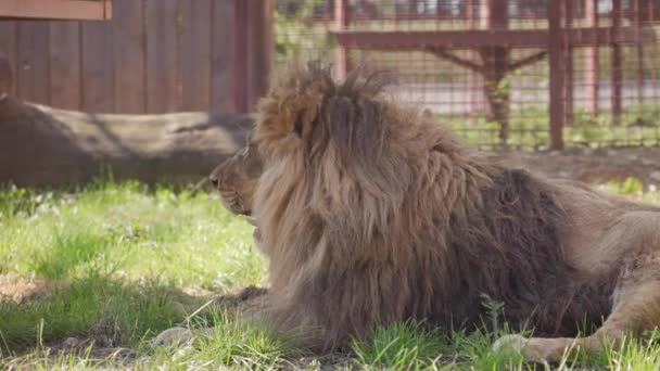 Large Male Lion Rests Ground Zoo Cage — Stock Video