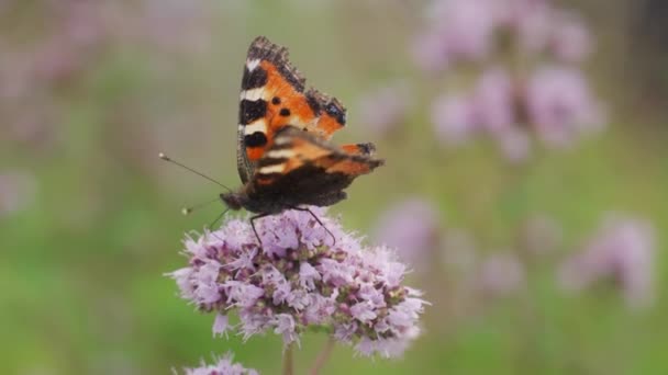 Pillangók Méhek Virágport Gyűjtenek Lila Virágokból Buja Zöld Mezőn Vidéken — Stock videók