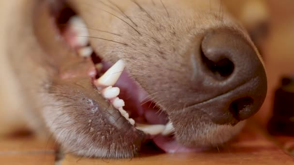 Крупный План Морда Собаки Мокрый Нос Открытый Рот Высунутым Языком — стоковое видео