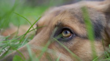 Güneşli bir günde bahçenin çimlerinde dinlenen genç bir evcil köpek.