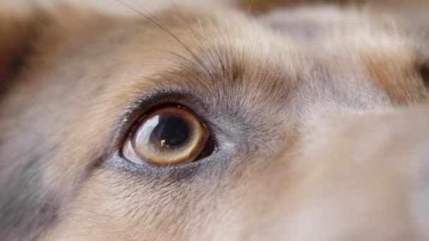 犬の目は辛抱強く治療を待っている所有者を見て — ストック動画