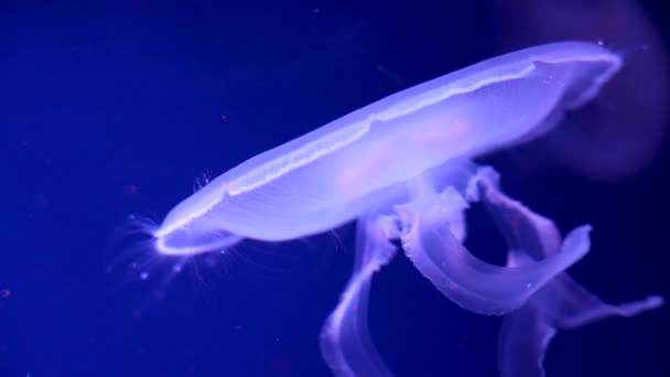 Colorful Glowing Jellyfish Swimming Aquarium — Stock Video