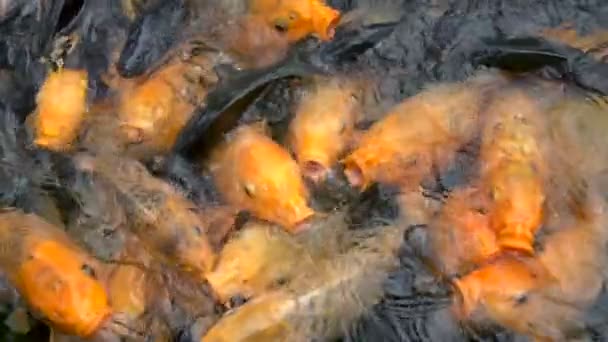Lotes Peixes Carpa Koi Coloridos Uma Alimentação Lagoa Fazenda — Vídeo de Stock