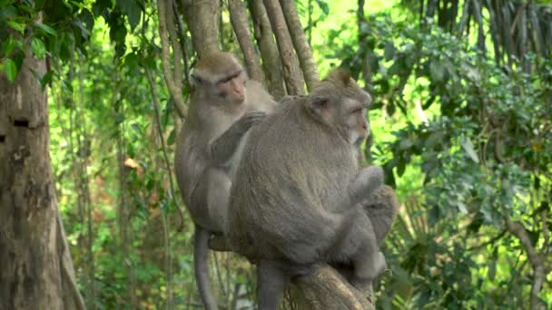 Par Macacos Descansando Acicalándose Parque — Vídeos de Stock