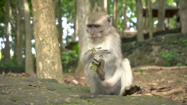 Jovem Macaco Descansando Alimentando Parque — Vídeo de Stock