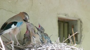 Mavi alakarga ailesi güneşli bir bahar gününde yuvada yavruları besliyor.