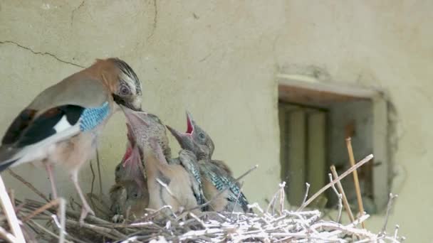 Blue Jay Family Feeding Chicks Nest Sunny Spring Day — Stock Video