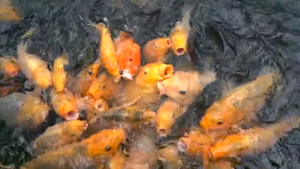 Viele Bunte Koi Karpfenfische Teich — Stockvideo