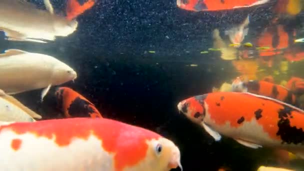 Peixes Carpa Koi Coloridos Uma Lagoa — Vídeo de Stock