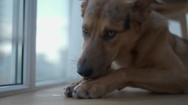 Young domestic dog gnawing on a bone on the balcony