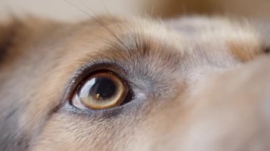 Köpeğin gözleri sabırla sahibine bakıyor.