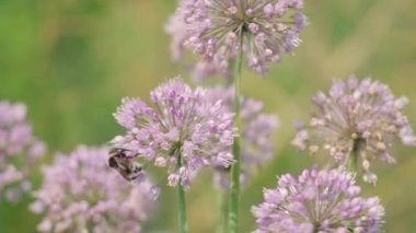 Bumblebees collecting nectar on blooming flowers on a sunny summer day