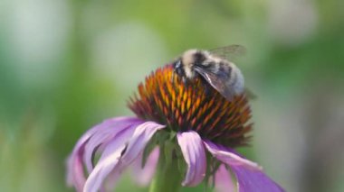 Bumblebees collecting nectar on an echinacea flower on a sunny summer day