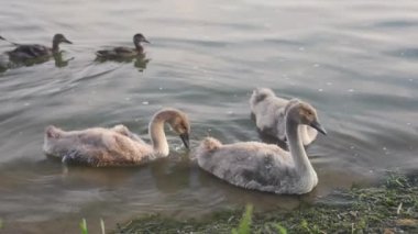 Family of swans with chicks fed by the shore of a city pond on a summer day