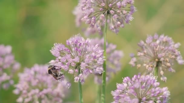在阳光明媚的夏日 大黄蜂在盛开的花朵上采蜜 — 图库视频影像