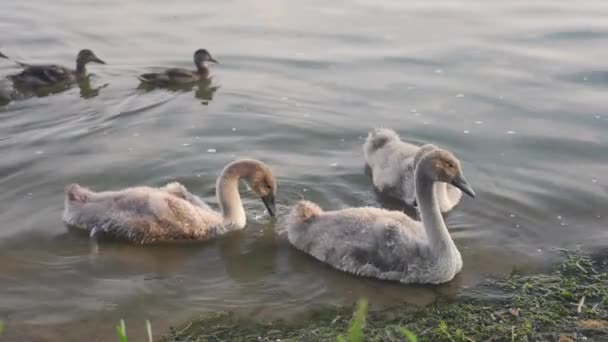 Family Swans Chicks Fed Shore City Pond Summer Day — Stockvideo