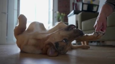 Satisfied dog is lying on his back on the floor being happy to play with the hostess