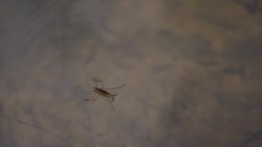 Common pond skater or common water strider on water surface in wilderness