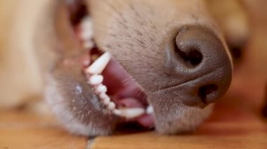 Köpeğin yakın namlusu, ıslak burnu ve ağzı açık, dili açık, güneşli bir günde yerde dinlenirken hızla nefes alıyor.