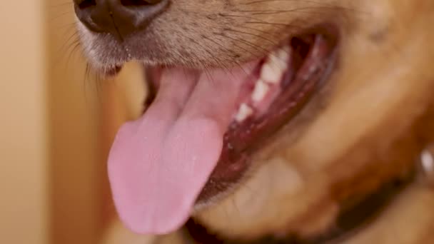 Κλείσιμο Ρύγχος Ενός Σκύλου Υγρή Μύτη Και Ανοιχτό Στόμα Γλώσσα — Αρχείο Βίντεο