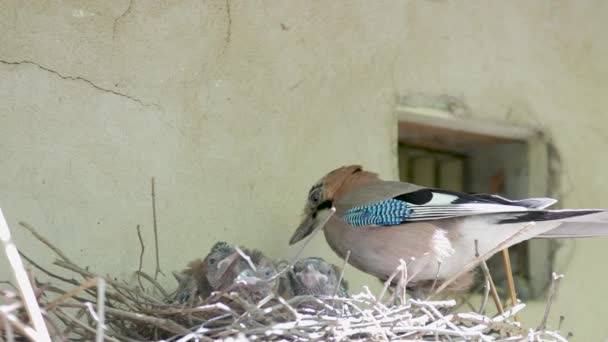 Blue Jay Family Feeding Chicks Nest Sunny Spring Day — Αρχείο Βίντεο