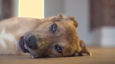 A domestic dog gnaws a bone on the floor