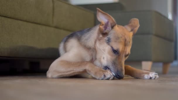 Domestic Dog Gnaws Bone Floor — Stock videók