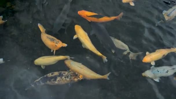 Veel Kleurrijke Koi Karper Vis Een Boerderij Vijver Voedend — Stockvideo