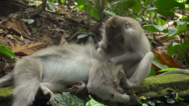 Bir çift makak parkta dinleniyor ve tımar ediliyor.