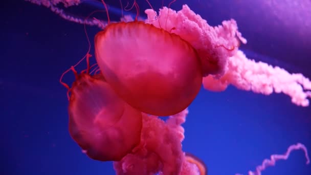 Цветные Светящиеся Медузы Плавающие Аквариуме — стоковое видео