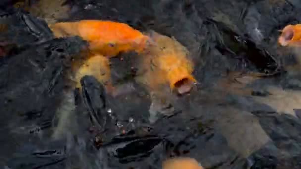 ปลาคาร พโคอ นมากมายในบ อเล ยงส — วีดีโอสต็อก
