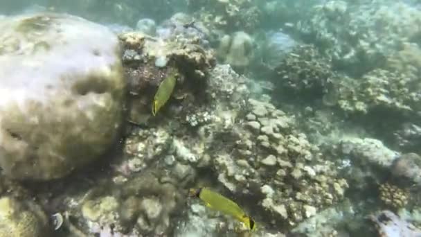 Snorkling Omkring Koralrev Med Tropiske Fisk Vandet – Stock-video