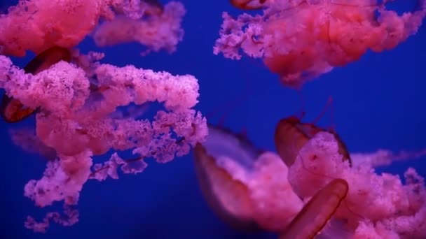 Colorful Glowing Jellyfish Swimming Aquarium — Stock Video