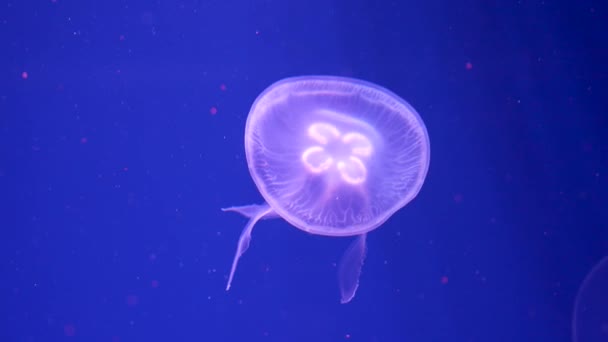 Méduses Lumineuses Colorées Nageant Dans Aquarium — Video