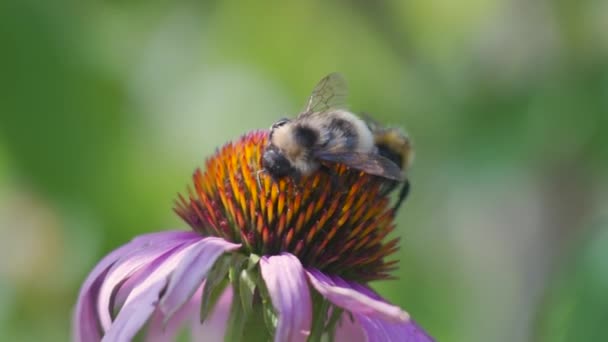 Bumblebees Collecting Nectar Echinacea Flower Sunny Summer Day — Vídeo de Stock